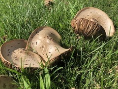Chlorophyllum molybdites