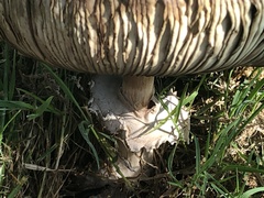 Chlorophyllum molybdites