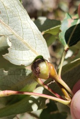 Pemphigus populicaulis