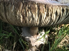 Chlorophyllum molybdites