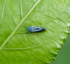 Graphocephala lugubris