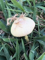 Leucocoprinus