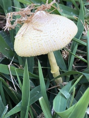 Leucocoprinus