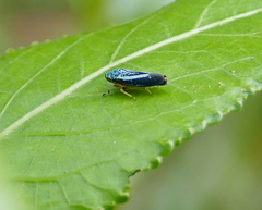 Graphocephala lugubris