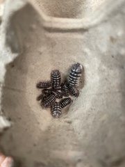 Armadillidium maculatum