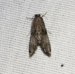 Petrophila schaefferalis