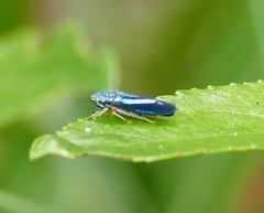 Graphocephala lugubris
