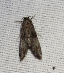 Petrophila schaefferalis