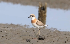 Charadrius leschenaultii