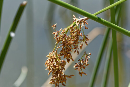 iNaturalist observation photo of clubrushes and giant bulrushes
