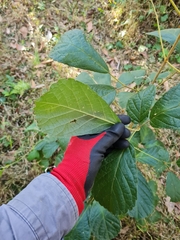 Handroanthus chrysotrichus