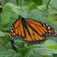 Danaus plexippus