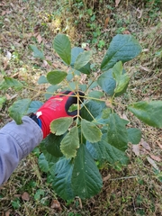 Handroanthus chrysotrichus