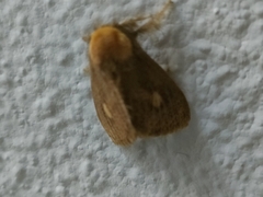 Euproctis quadrangularis