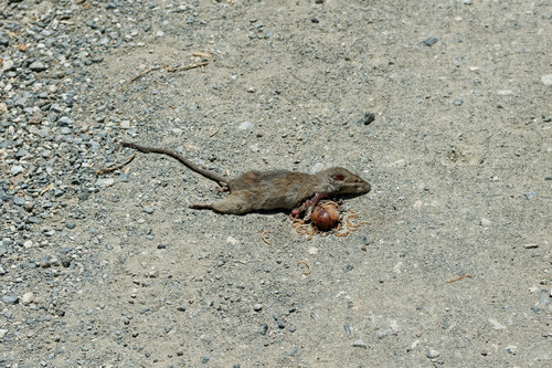 iNaturalist observation photo of Old World Rats