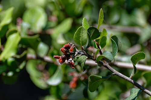 iNaturalist observation photo of lemonade berry