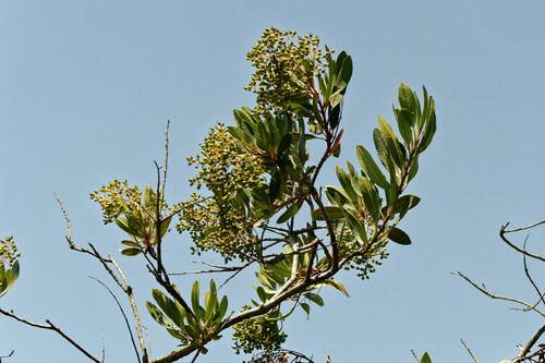 iNaturalist observation photo of Toyon