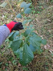 Handroanthus chrysotrichus