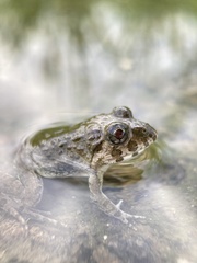 Fejervarya kawamurai