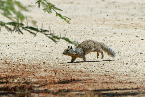 iNaturalist observation photo of California Ground Squirrel