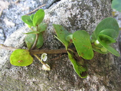 Bacopa rotundifolia