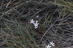 Wurmbea biglandulosa
