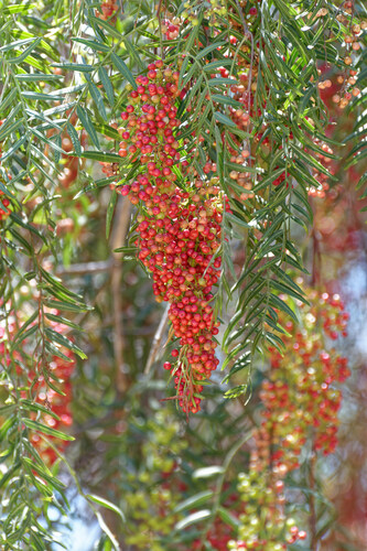 iNaturalist observation photo of Peruvian Pepper Tree