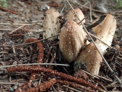 Coprinellus domesticus