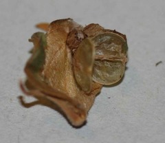 Commelina suffruticosa