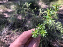 Pultenaea microphylla