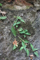 Commelina suffruticosa