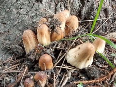 Coprinellus domesticus
