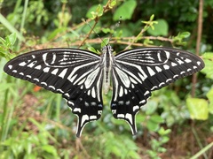 Papilio xuthus