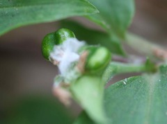 Commelina suffruticosa
