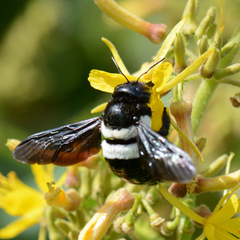 Xylocopa inconstans