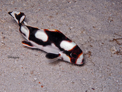Plectorhinchus vittatus