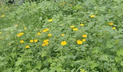 Kallstroemia grandiflora