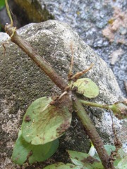 Bacopa rotundifolia
