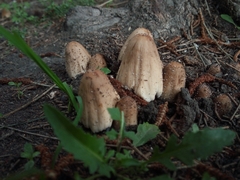 Coprinellus domesticus