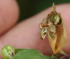 Commelina suffruticosa