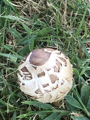 Chlorophyllum molybdites