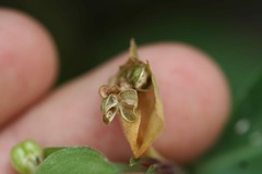 Commelina suffruticosa