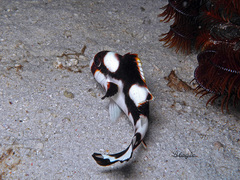 Plectorhinchus vittatus