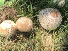 Chlorophyllum molybdites