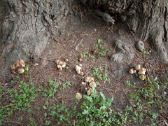 Coprinellus domesticus