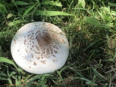Chlorophyllum molybdites