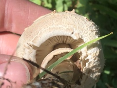 Chlorophyllum molybdites