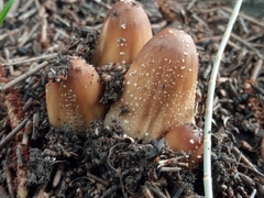Coprinellus domesticus