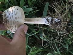 Chlorophyllum molybdites