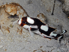 Plectorhinchus vittatus